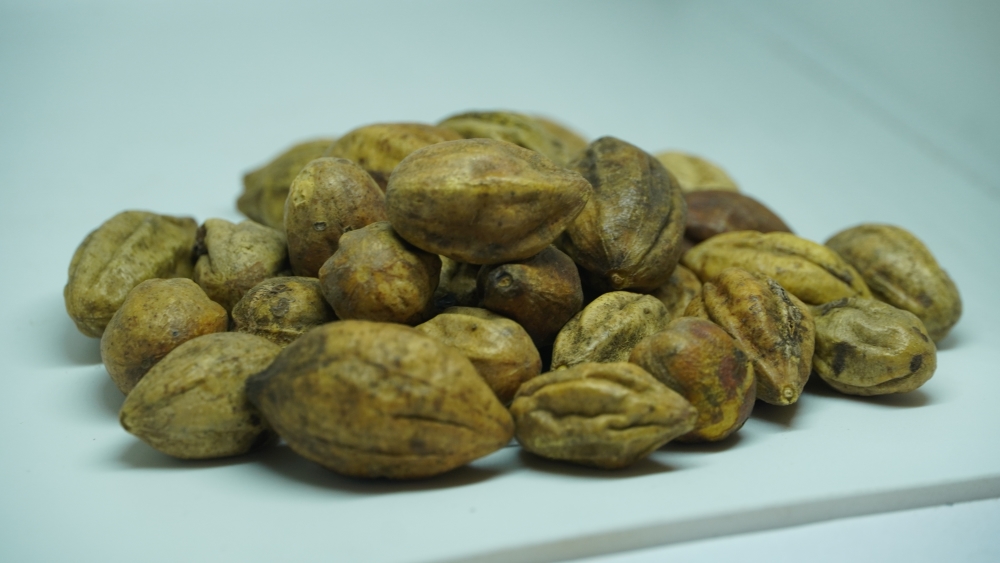KADUKAI - கடுக்காய் (हरड़) / TERMINALIA CHEBULA / Ink Nut