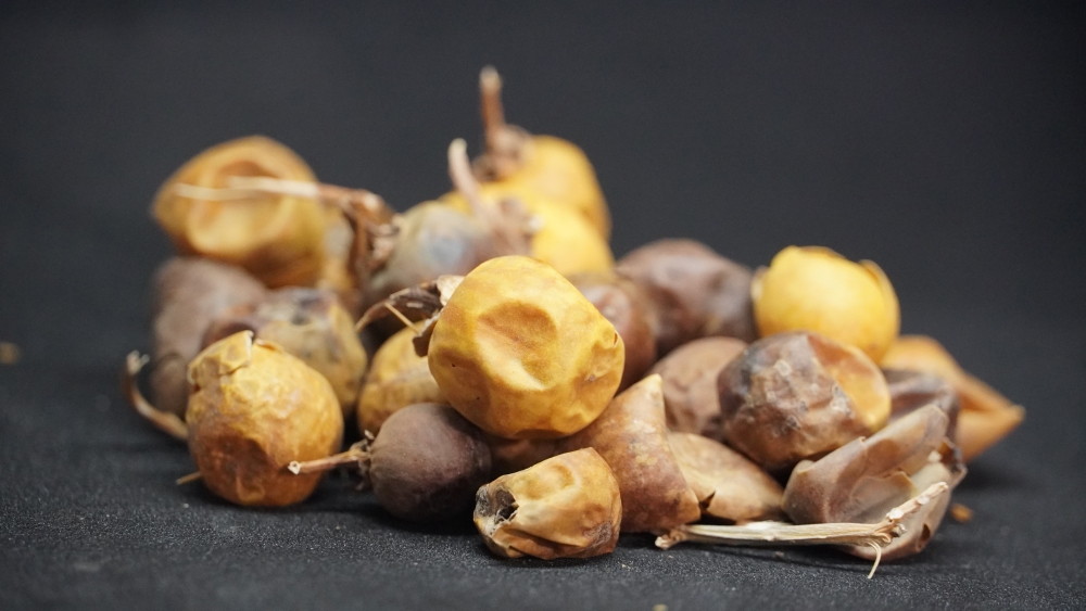 KANDAKATHIRI - கண்டங்கத்தரி(कटेली) / YELLOW FRUIT NIGHTSHADE / SOLANUM INDICUM