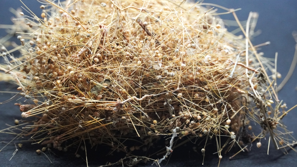 THOGAI’S- *PARPADAGAM*- CARPETWEED / பற்படகம் / OLDENLANDIA CORYMBOSA / MOLLUGO PENTAPHYLLA / PARPADAGA PUL / PARPADAKA PULLU / പർപ്പടകപ്പുല്ല് /  VERRI CHATARASI / వెర్రి చాదరాసి /  CHAMAS / KHET PAPAR / TRIYASHTI / चमस खेत पापड़ / त्रियष्टि