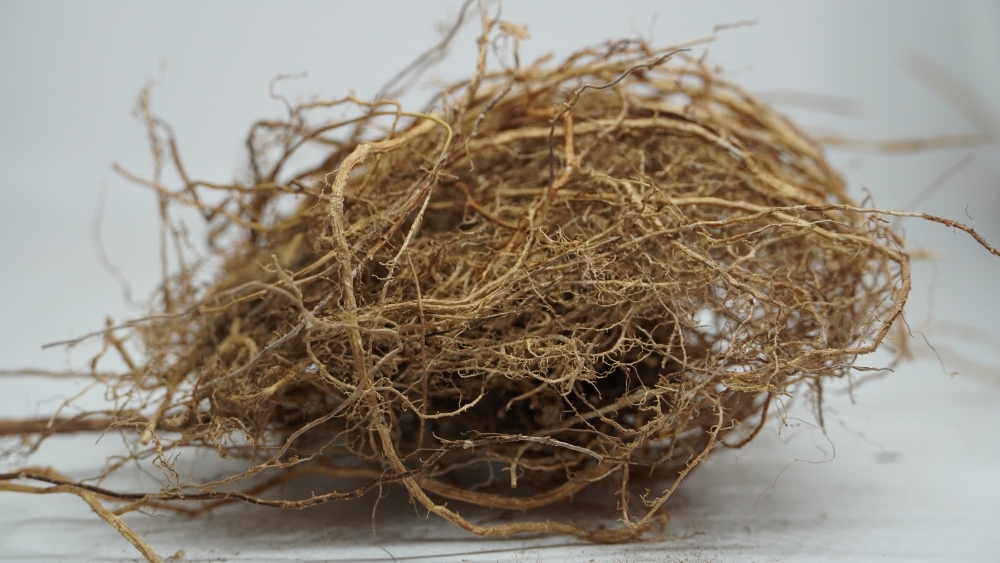 VETIVER ROOT - CHRYSOPOGON ZIZANIOIDES / வெட்டி வேர் (खस)