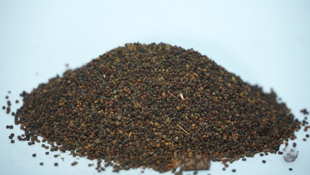 Dog Mustard Seed Dog Mustard Seed