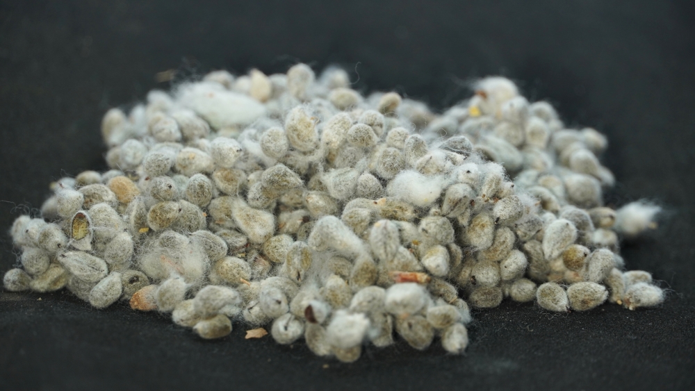 PARUTHI KOTTAI PARUTHI KOTTAI