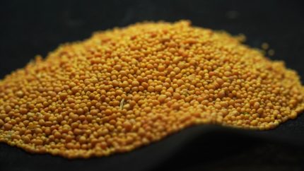 White Mustard Seed